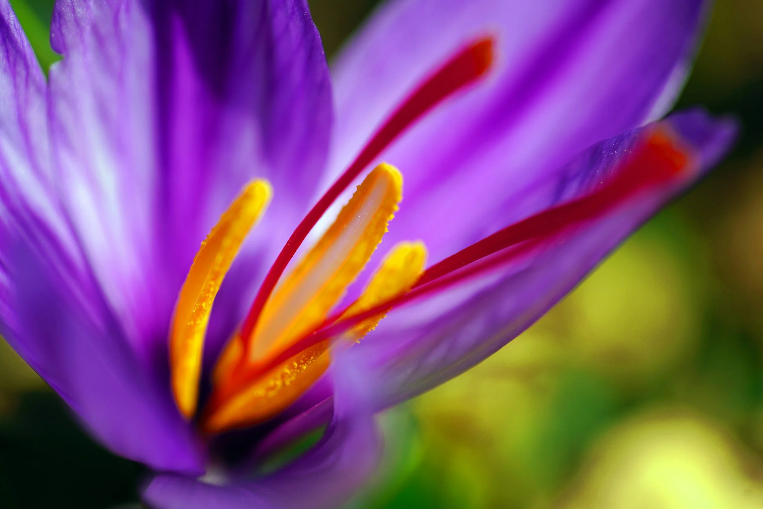 Can Saffron Really Lift Your Mood? The Science Behind This Golden Spice for PMDD