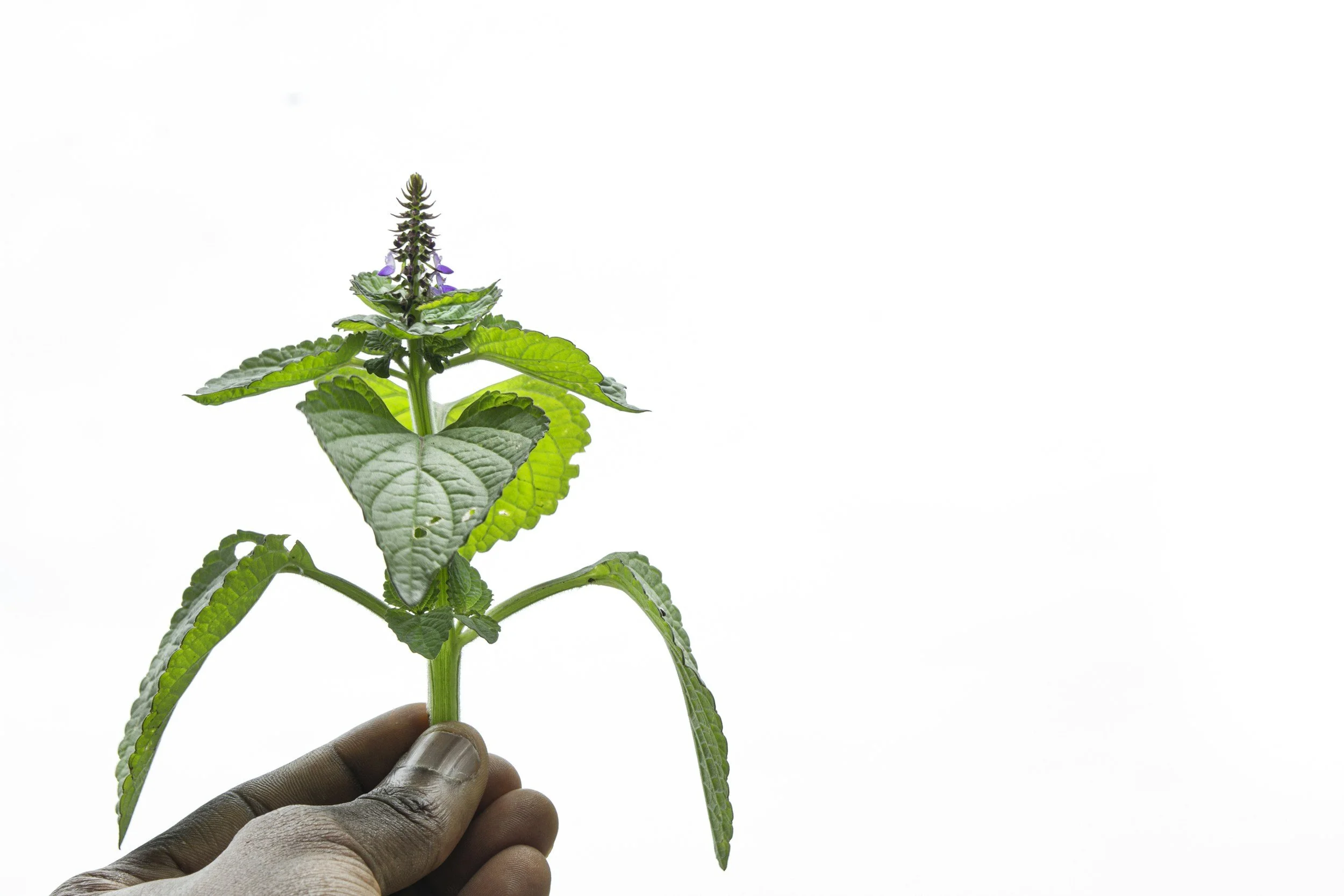 What Is Naturopathy for PMDD? A Gentle Guide to Natural Healing for Body, Mind, and Hormones