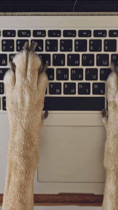 Dog paws on a laptop keyboard, typing.