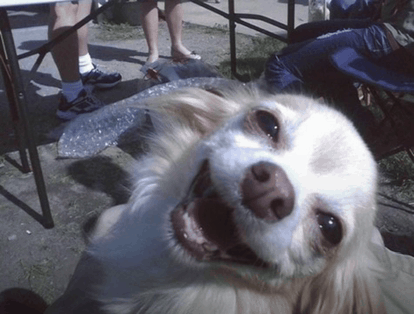 Close-up of a happy, smiling dog lying down outdoors near people.