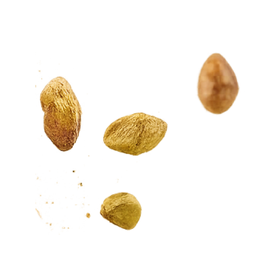 Four pistachios arranged on a black background.