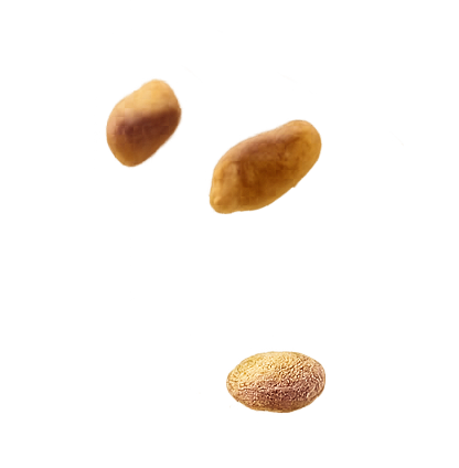 Whole pistachios floating in air showcasing fresh, natural nuts for Nutchio pistachio butter