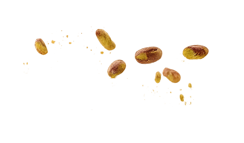 Pistachio nuts in shell with some shells broken and scattered.