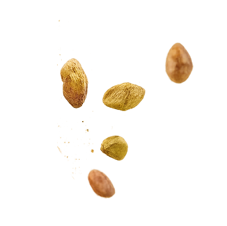 Fresh whole pistachios floating, showcasing the natural quality of Nutchio pistachios