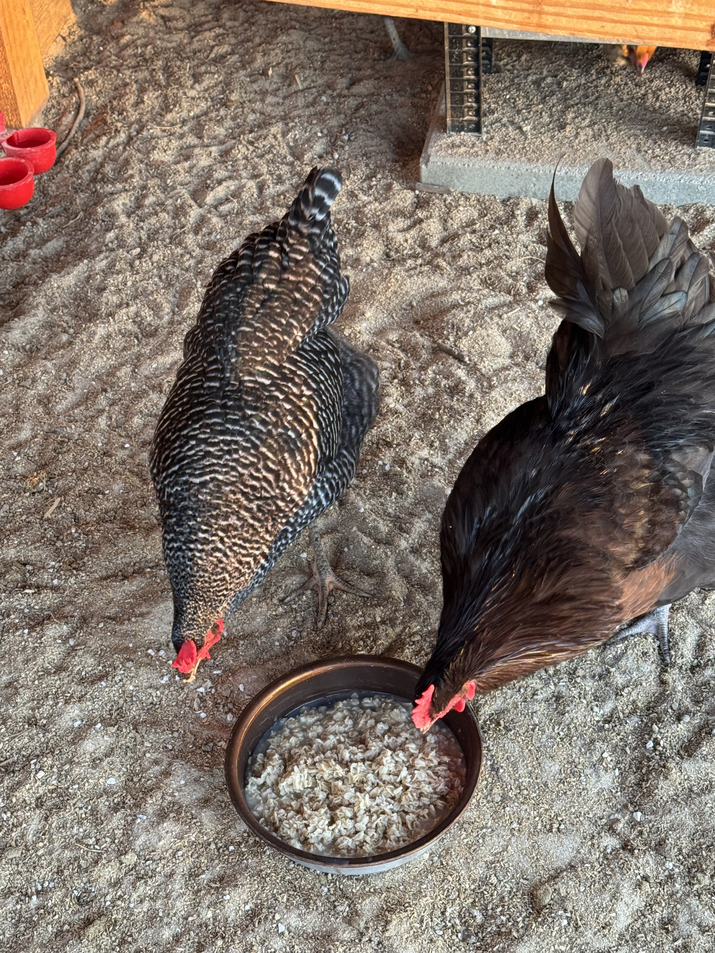 Oatmeal for the Hens on a Cold Day!
