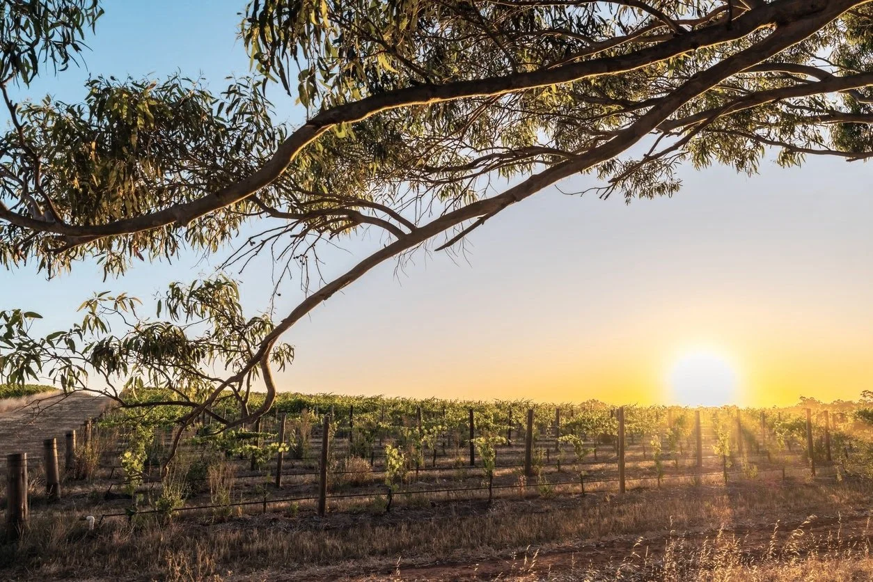Tanunda-Lifestyle.jpg