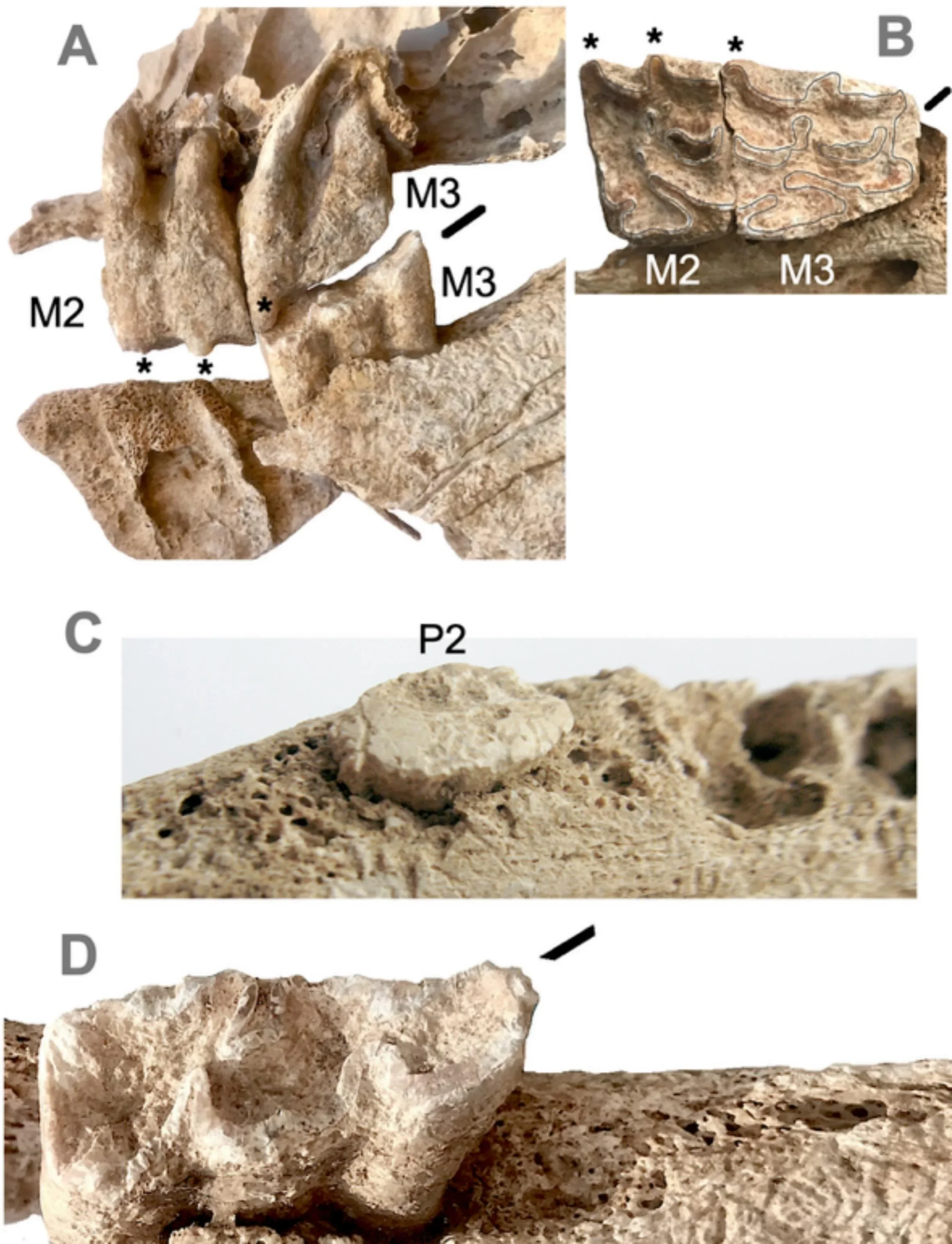 The oldest mule in the western Mediterranean. The case of the Early Iron Age in Hort d'en Grimau (Penedès, Barcelona, Spain)