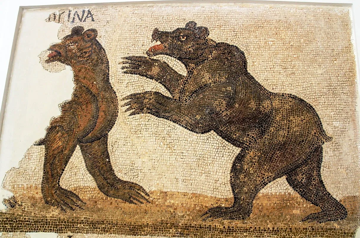 Un artículo de investigadoras de CulXeo sobre la dieta del Oso Pardo del Atlas, destacado en Science