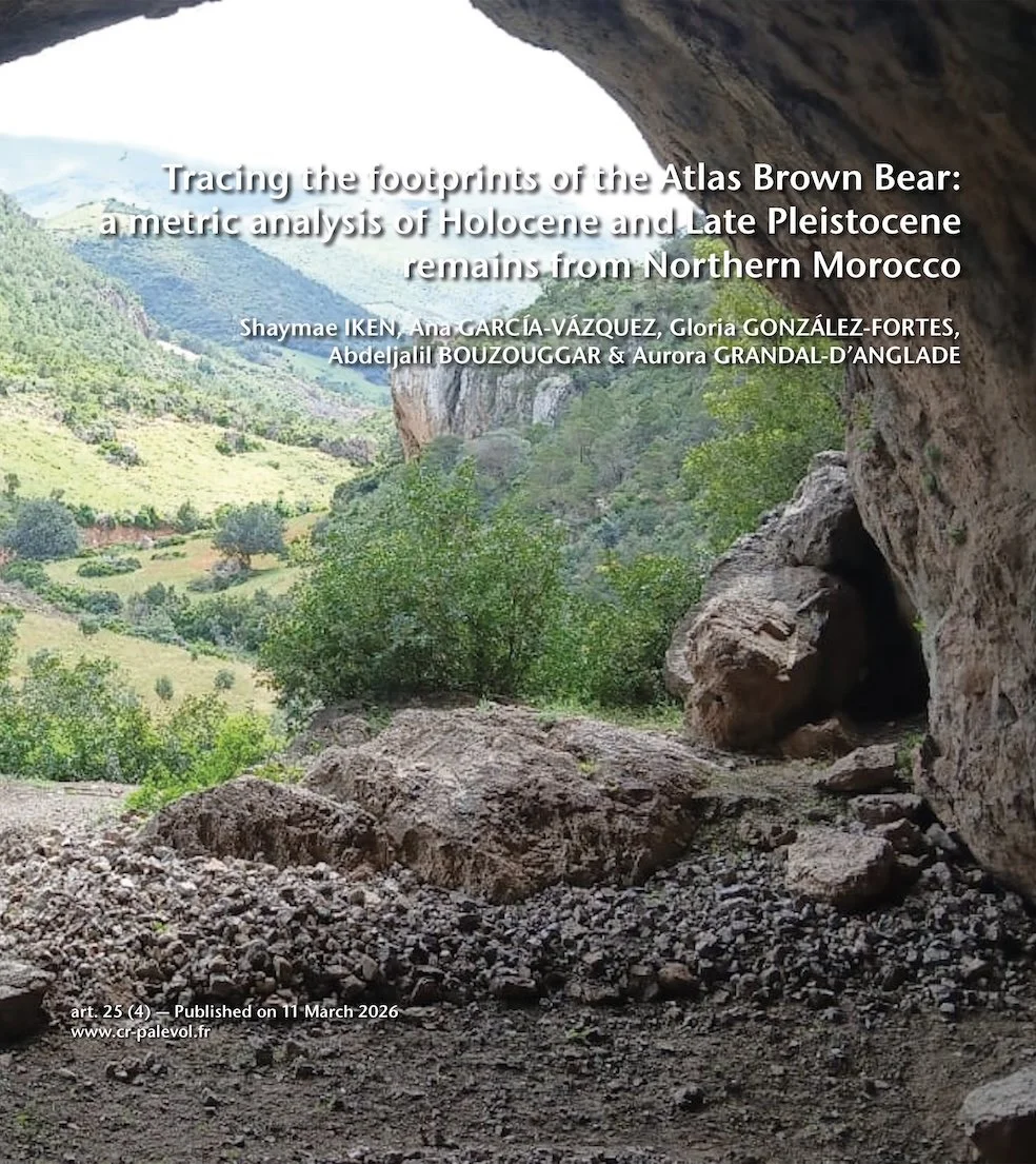 Tracing the footprints of the Atlas Brown Bear: a metric analysis of Holocene and Late Pleistocene remains from Northern Morocco
