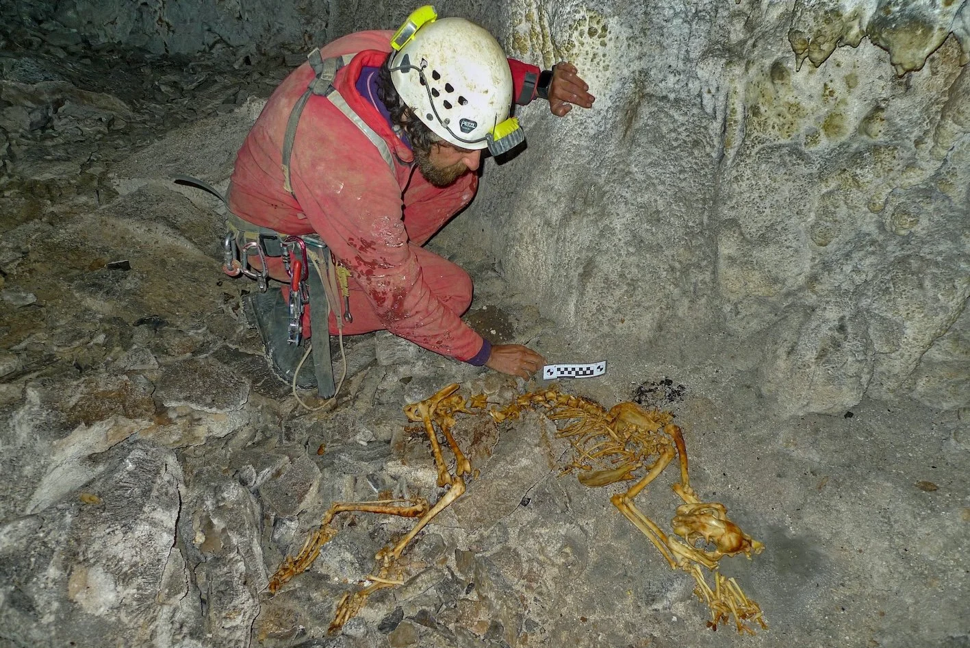 The last Iberian record of Eurasian lynx (Lynx lynx): Osteometry and historical implications of the lynx from Sima Topinoria (Cantabria, Spain)