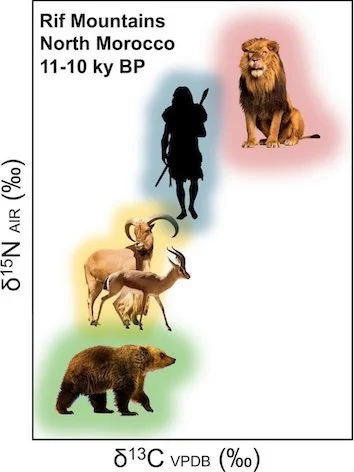 Hyperherbivory in Holocene brown bears (Ursus arctos LIN.) of the Rif mountains in northern Morocco&nbsp;