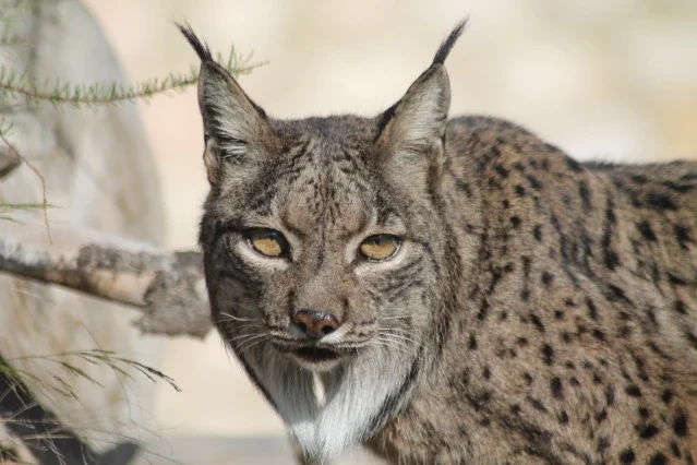 Arranca el proyecto InterLynx para reconstruir la historia evolutiva de los linces europeos