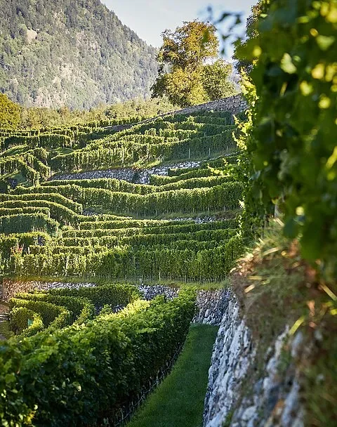 csm_Kloster-Neustift-Kellerei-Suedtirol_Wein-07_2c277eff2b.jpg.webp