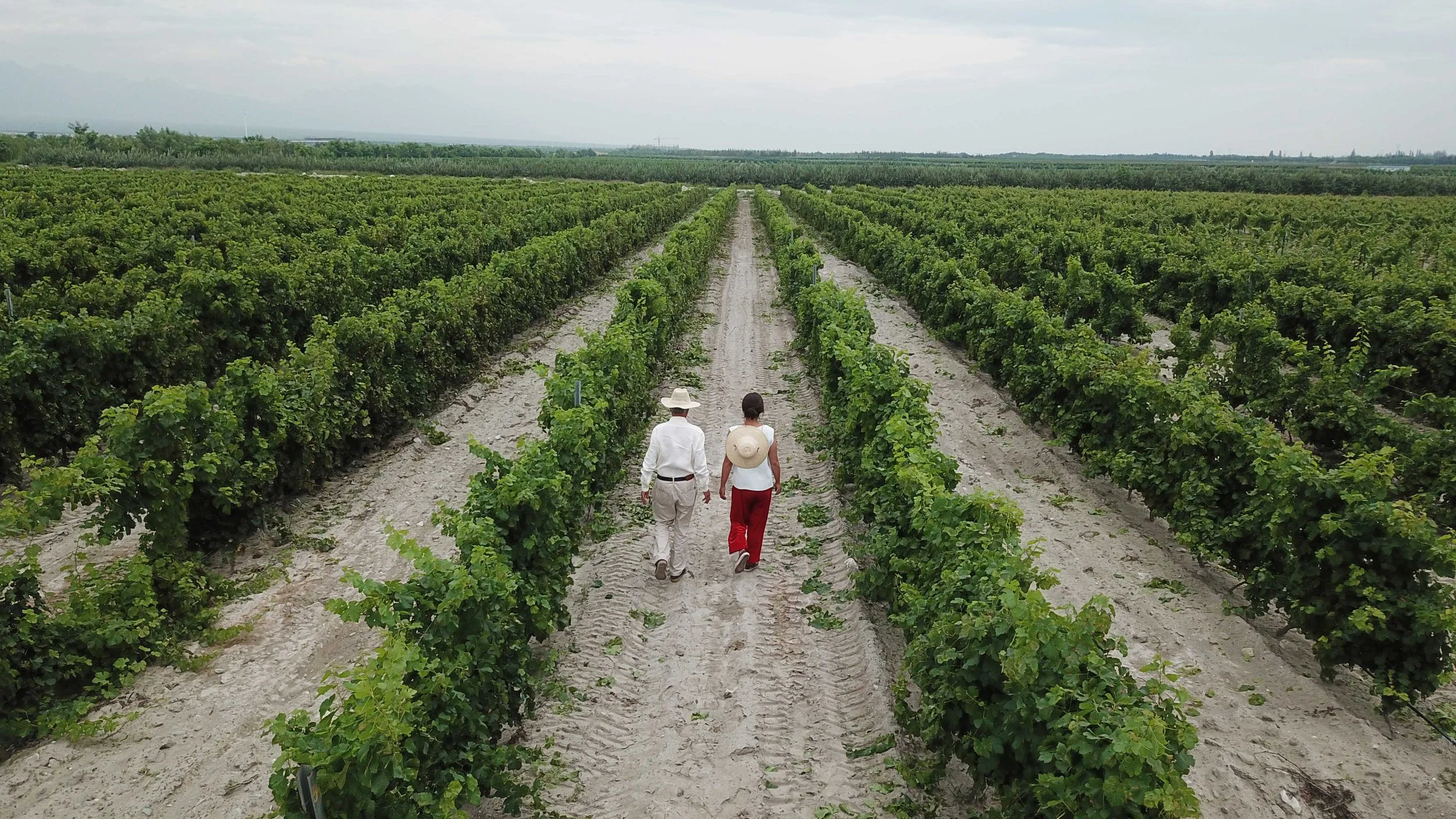Discover China: FIVE Exciting Wineries Join C&amp;C Wines&nbsp;&nbsp;