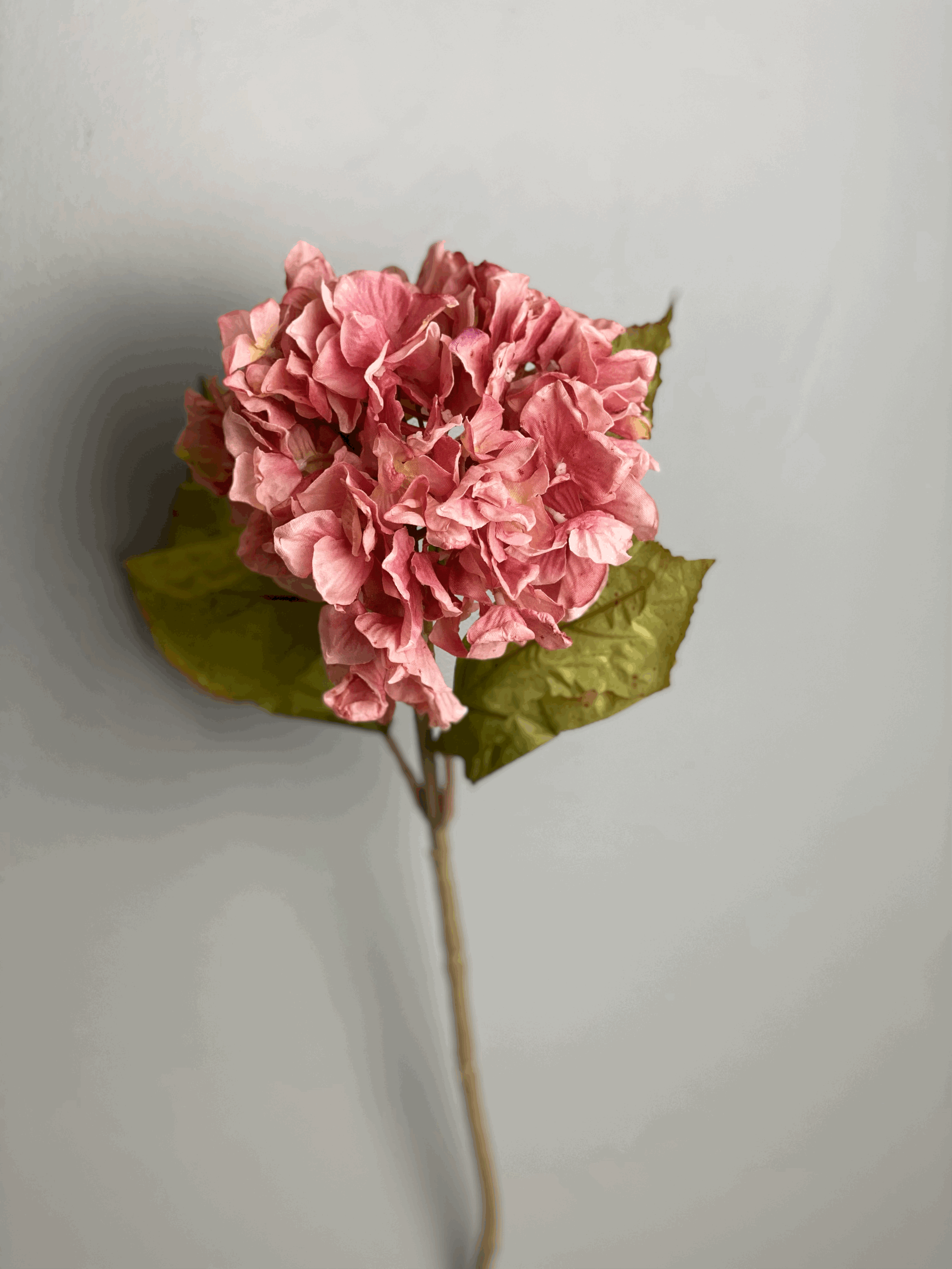 Hydrangea Stem, Pink..gif