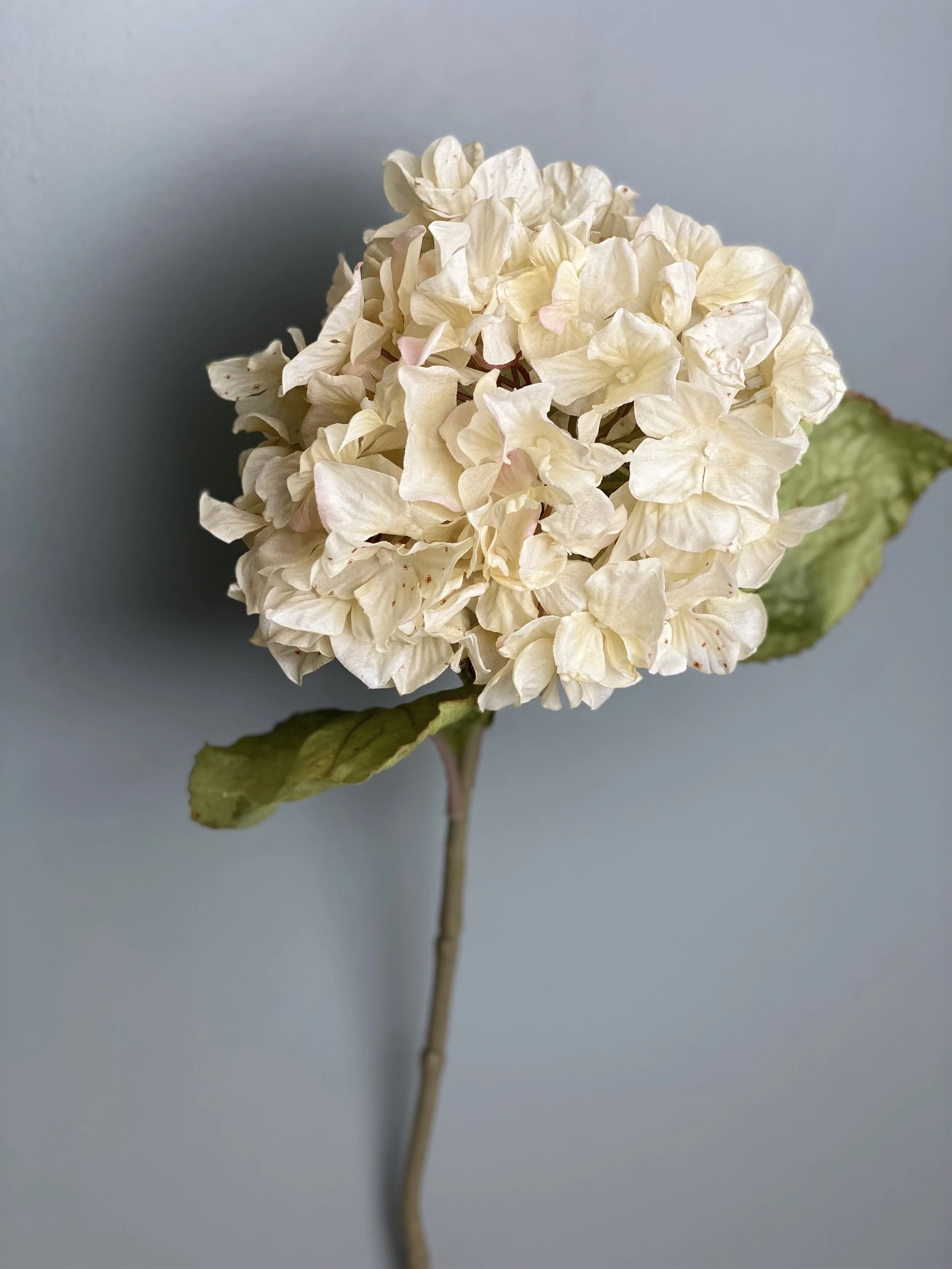 Hydrangea Stem, Ivory mist