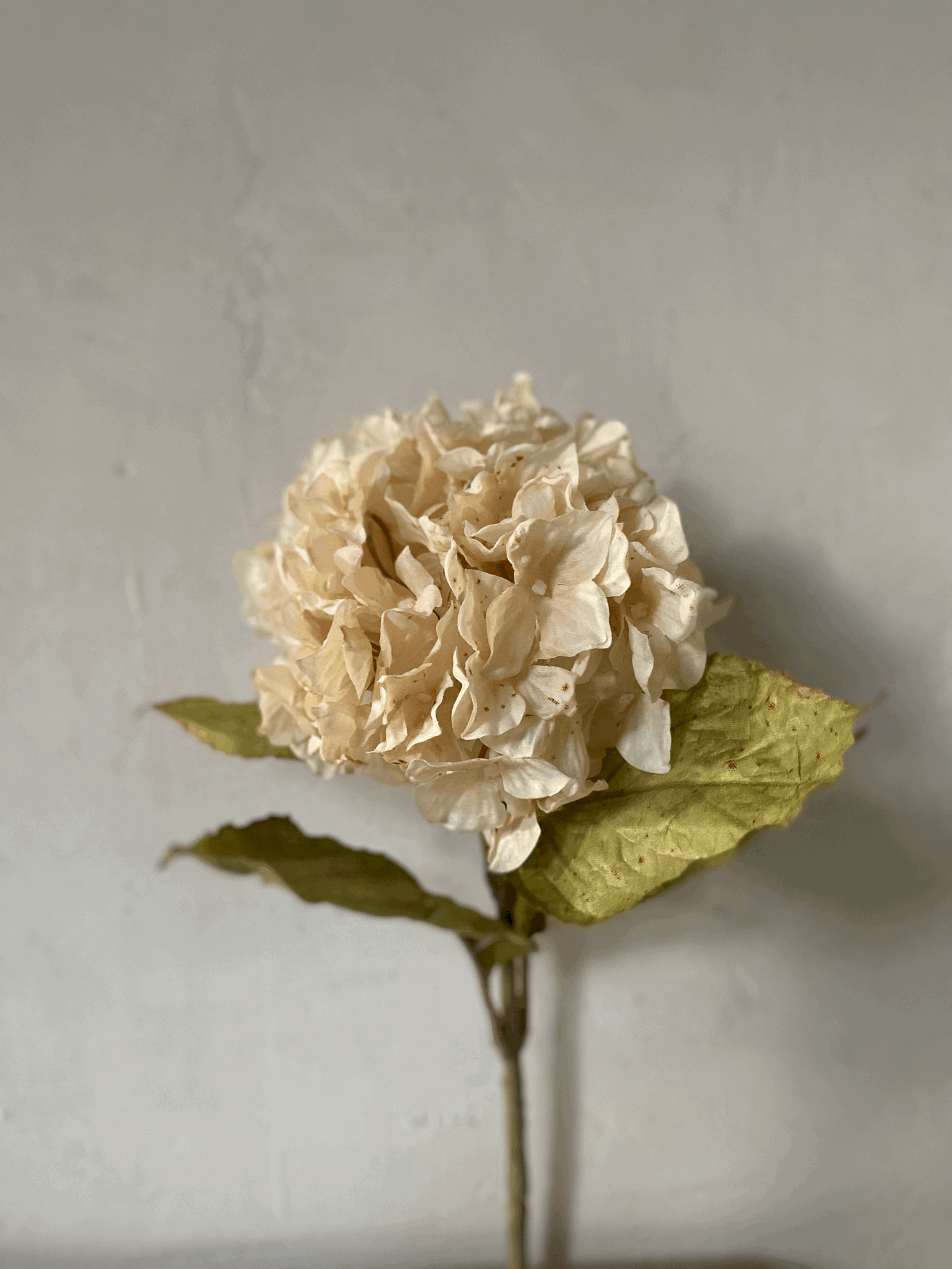 Hydrangea Stem, Ivory mist