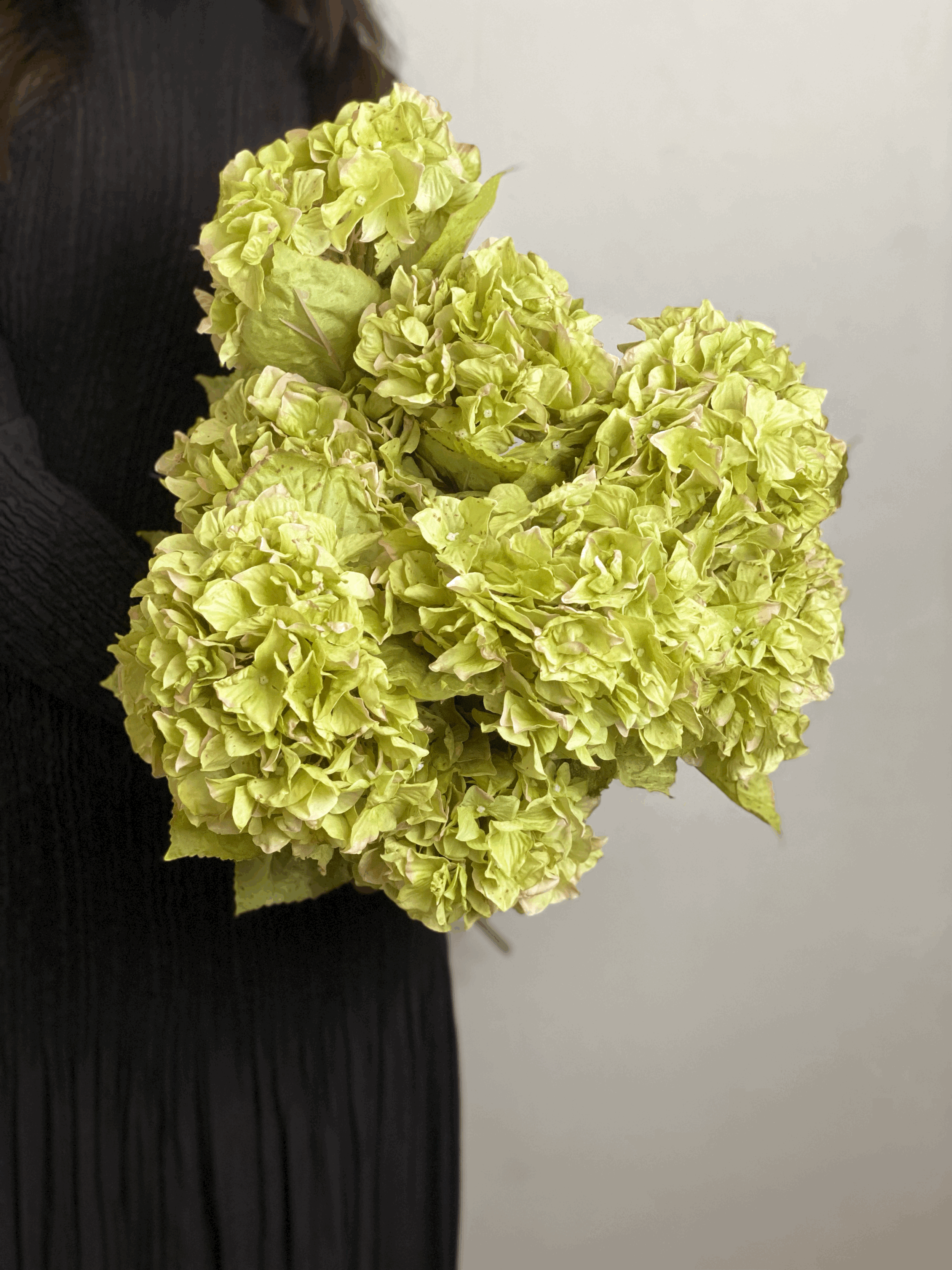 Hydrangea Stem, Gage green