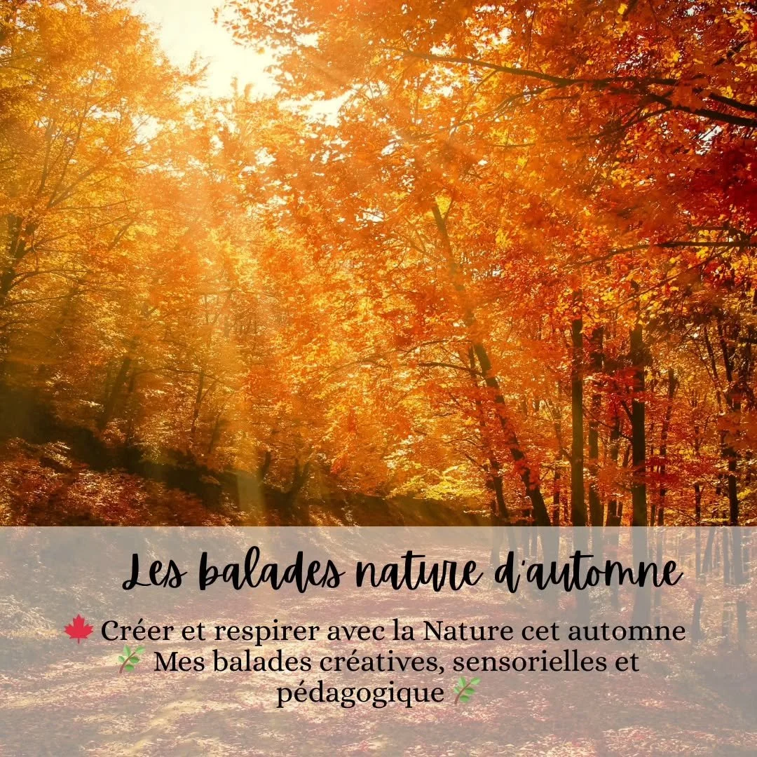 Quand on pense à l’automne, on imagine souvent la fin d’un cycle…
Pourtant, c’est une saison pleine de générosité 🌿 : les forêts regorgent de feuilles colorées, les jardins offrent le