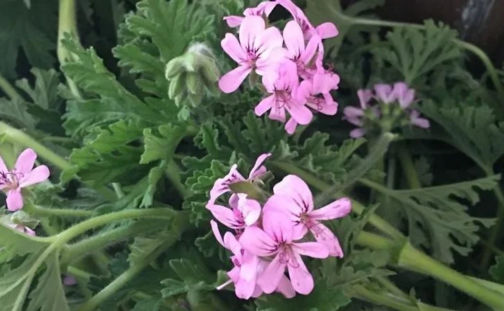 geranium-rosat-e1663688352556.jpg (copie)