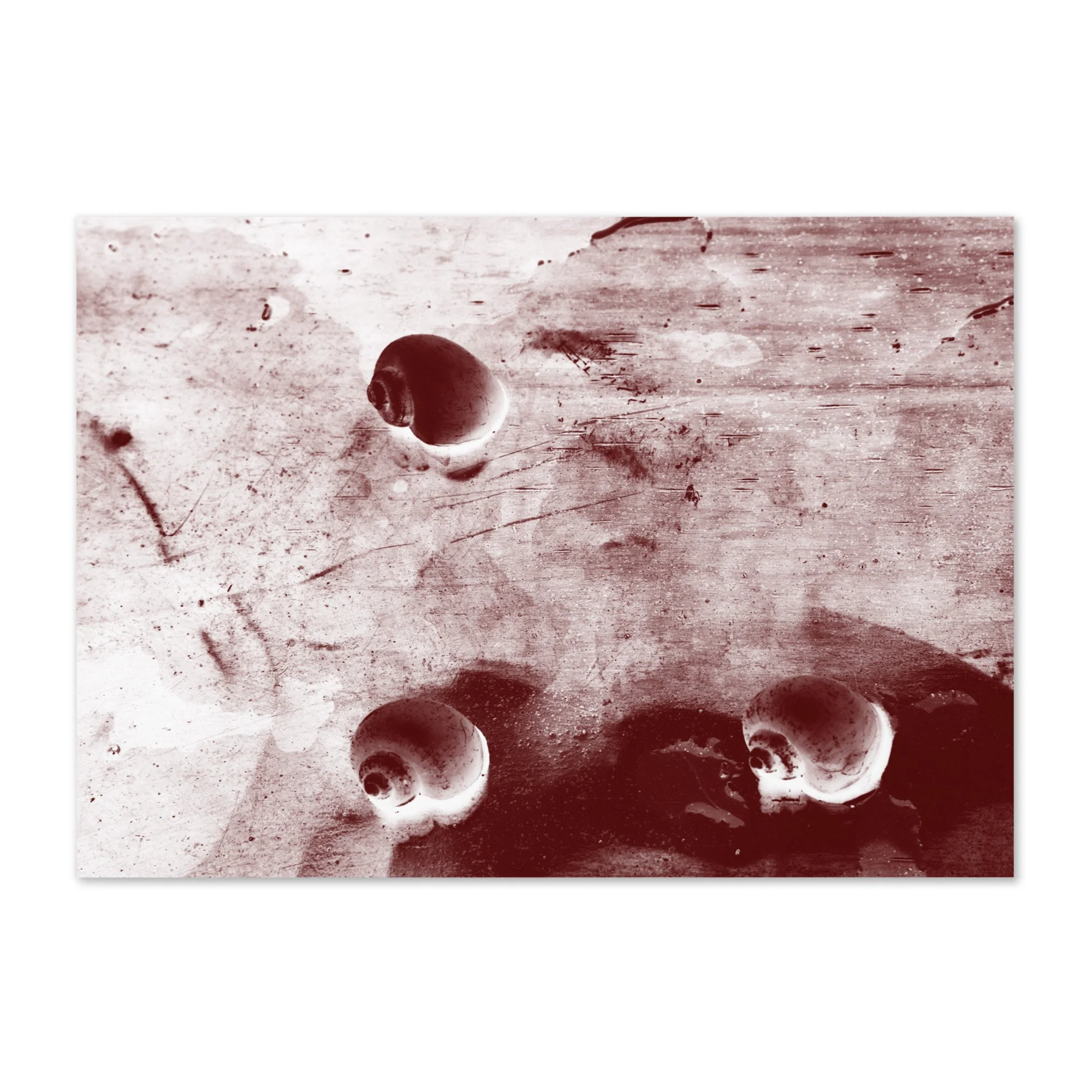 “Golden Apple Snails” (2011) Greeting Card Art