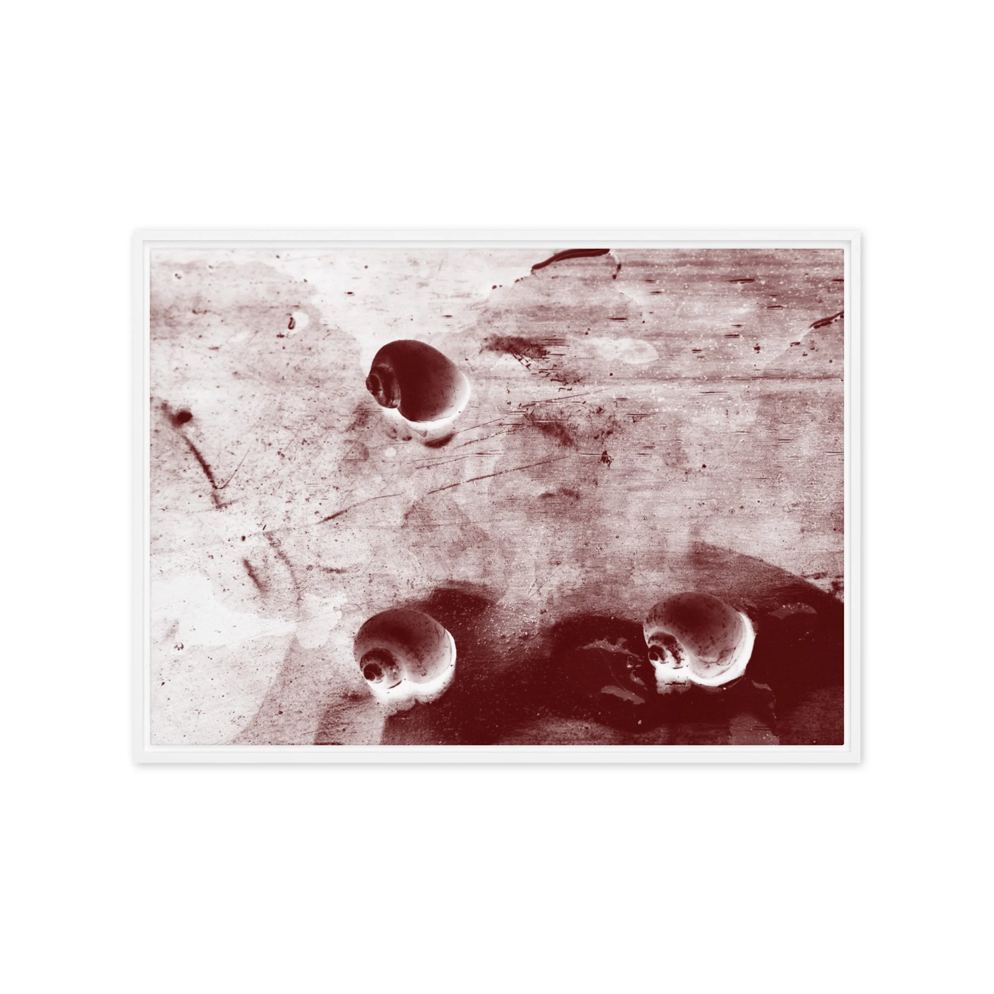 “Golden Apple Snails” (2011) Framed Art Print on Canvas