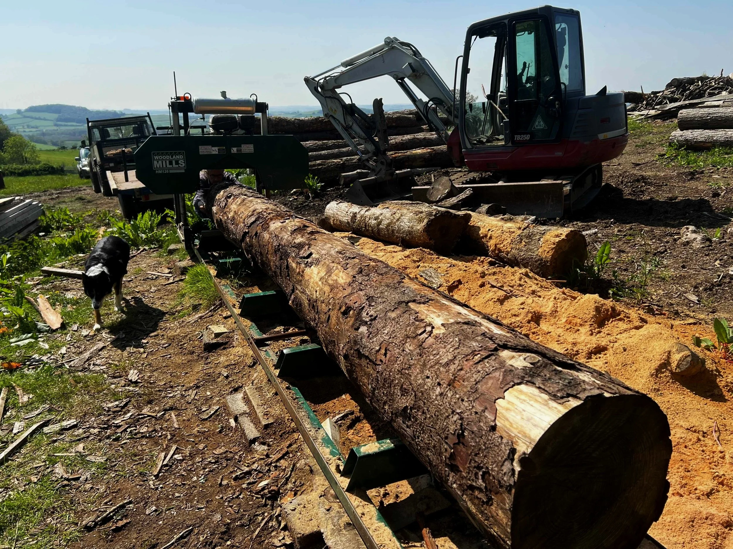 Logging operation with a wood-cutting sawmill cutting a large felled tree into planks, a small excavator in the background, and a dog nearby on a sunny day in a rural setting.