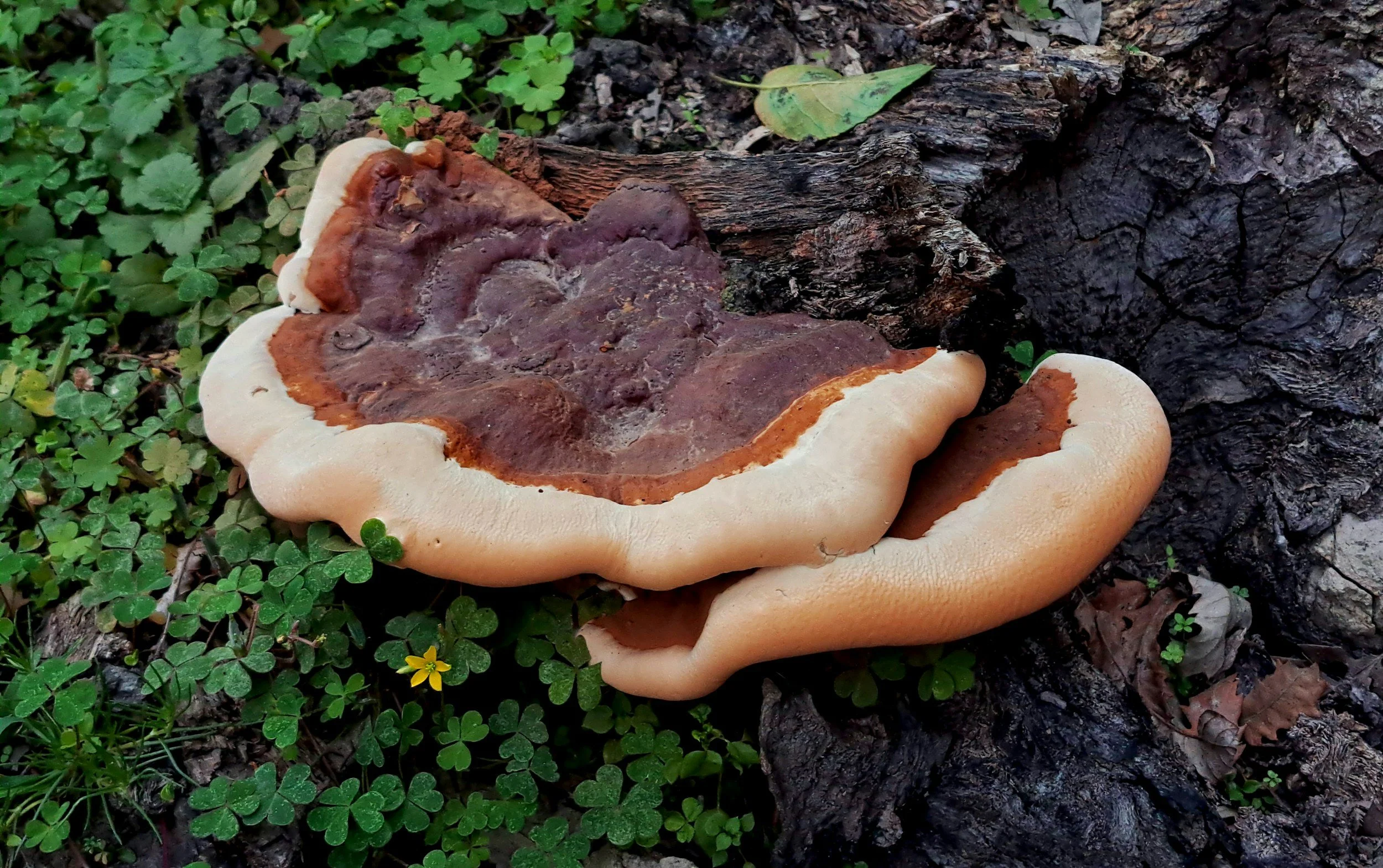 A large, shelf fungus with a wavy, cream-colored edge growing on a fallen log, surrounded by green clover and small yellow flowers.