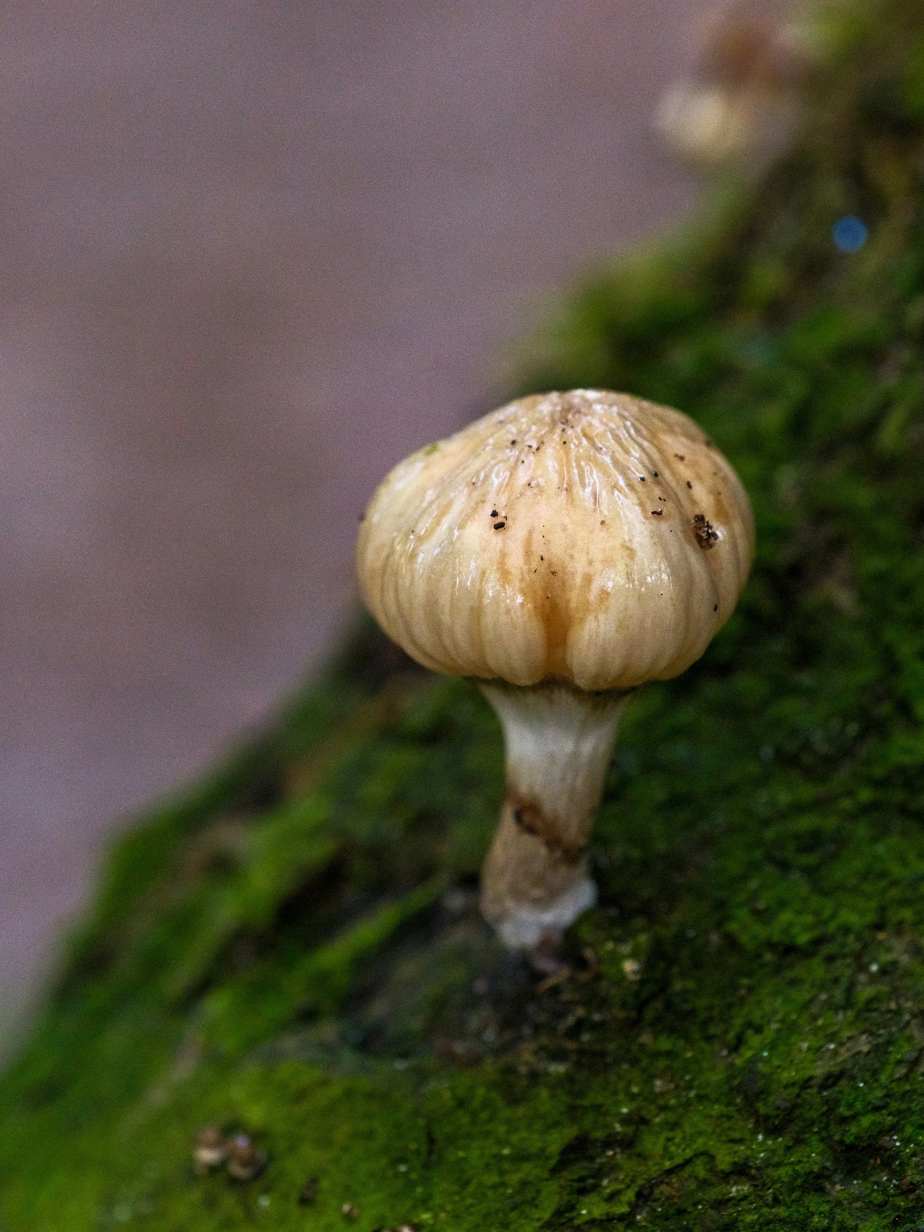 Close-up of a small mushroom growing on a moss-covered log.
