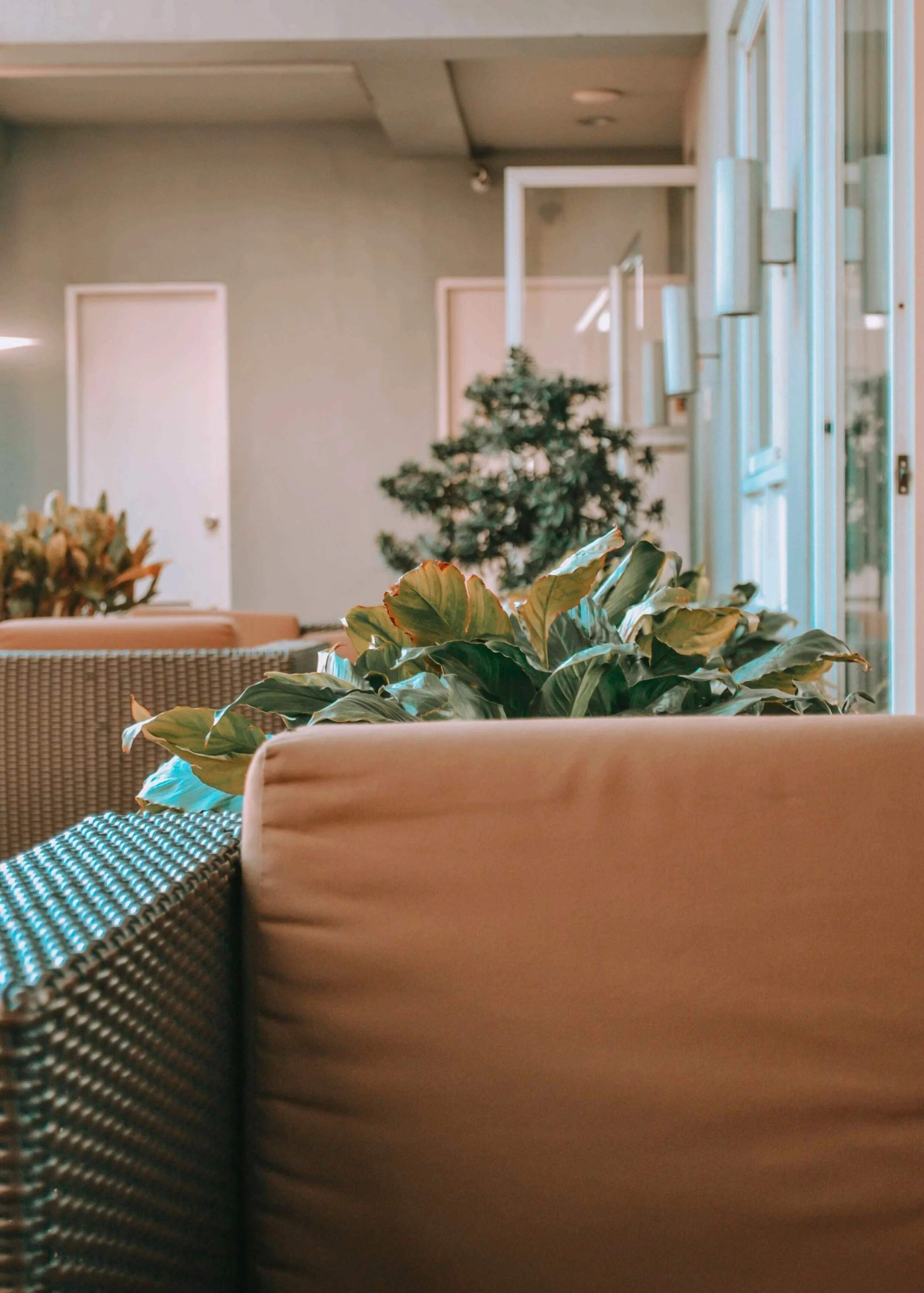 Interior of a dining or lounge area with beige cushioned seating, green plants, and large windows allowing natural light, with doors and a door in the background.