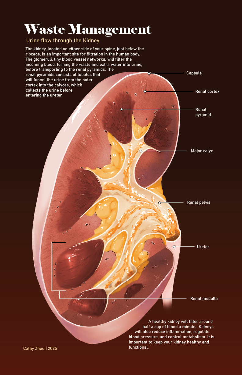 Diagram of a human kidney showing internal structures such as the capsule, renal cortex, renal pyramid, major calyx, renal pelvis, ureter, and renal medulla, with labeled annotations and information about urine flow and kidney health.