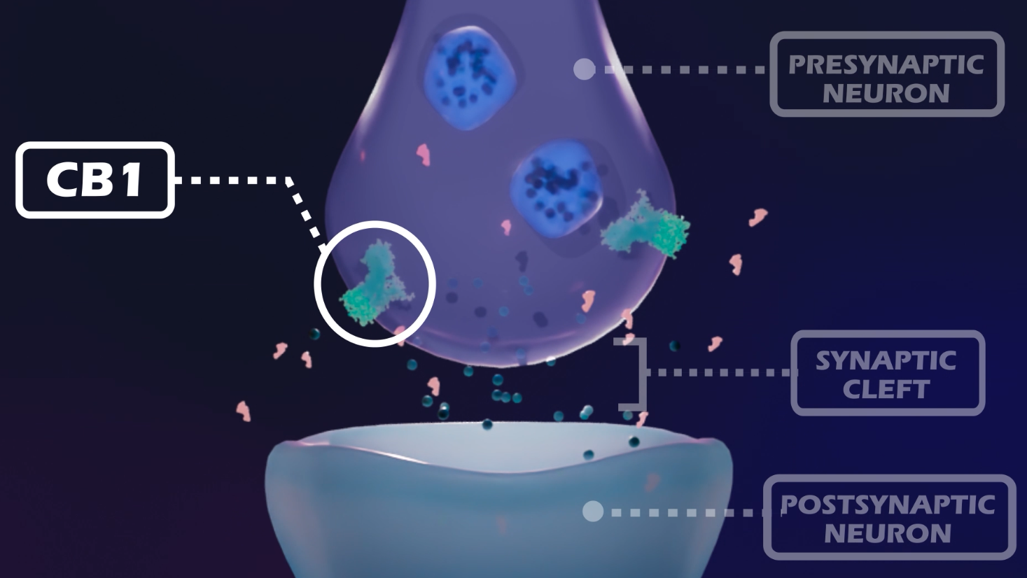 The fourth scene depicts both 2D and 3D molecular animation work. the 3D models are cleaned and extracted from PDB, and animated using Autodesk Maya. 

The 2D animation work is animated using Adobe After Effects. 
