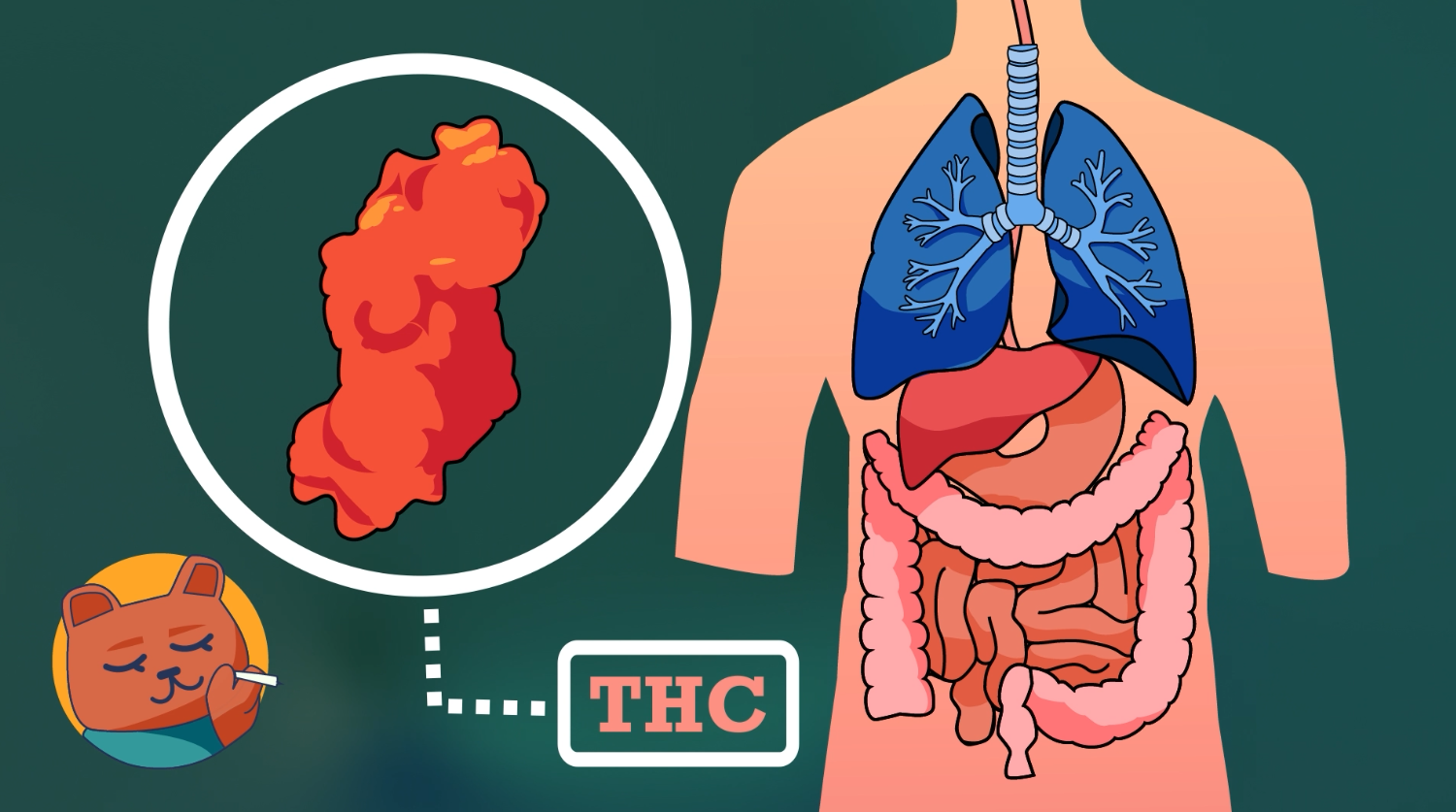 The fourth scene depicts both 2D and 3D molecular animation work. the 3D models are cleaned and extracted from PDB, and animated using Autodesk Maya. 

The 2D animation work is animated using Adobe After Effects. 