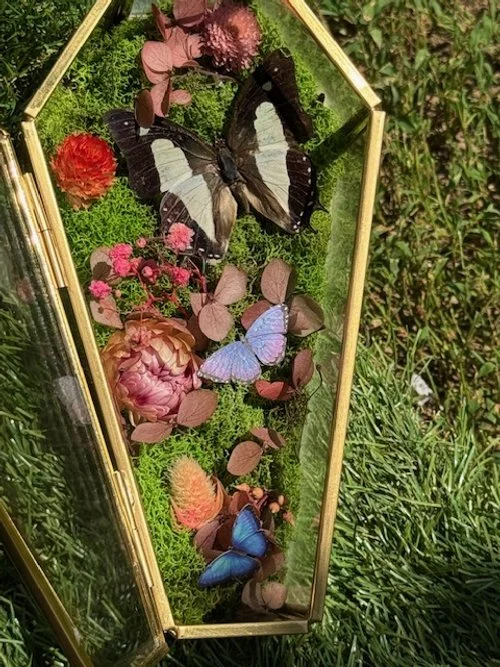 Nwab Butterfly in Glass Coffin Display Box