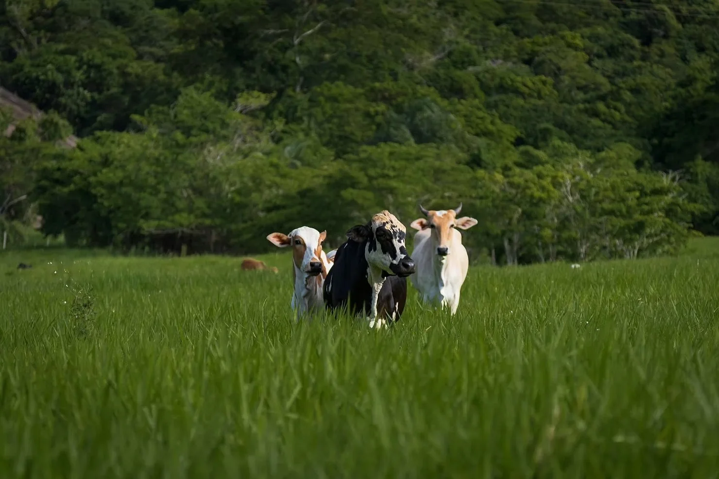 The World Beneath Our Feet: Conservation Practices for Soil Protection!