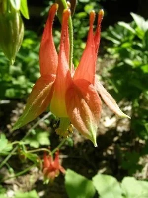 Wild Columbine  (Aquilegia canadensis)