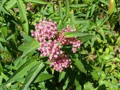Swamp Milkweed "red milkweed" (Asclepias incarnata)