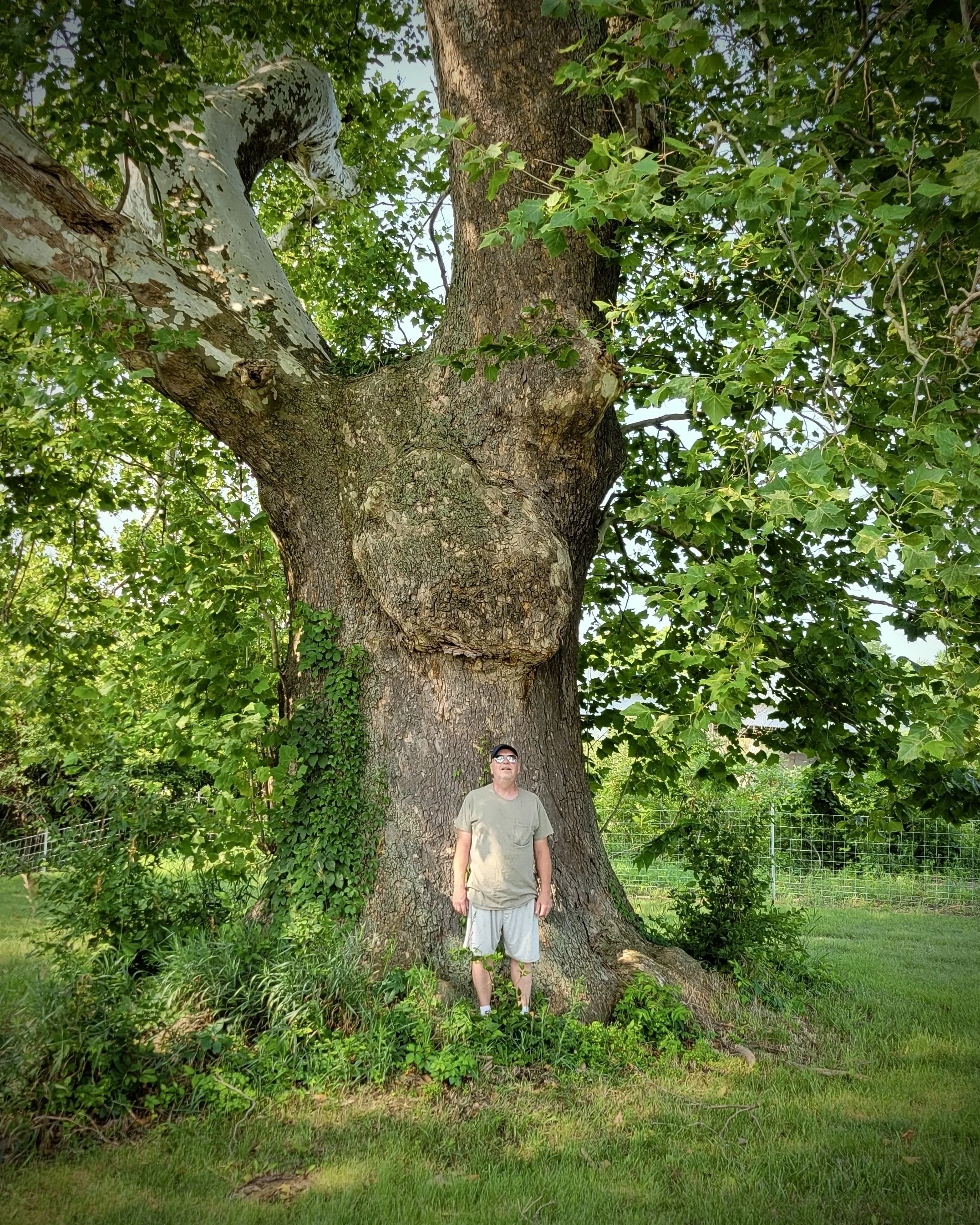 ReLeaf Michigan Announces ‘23-’25 Big Tree Hunt Winner in Berrien County!