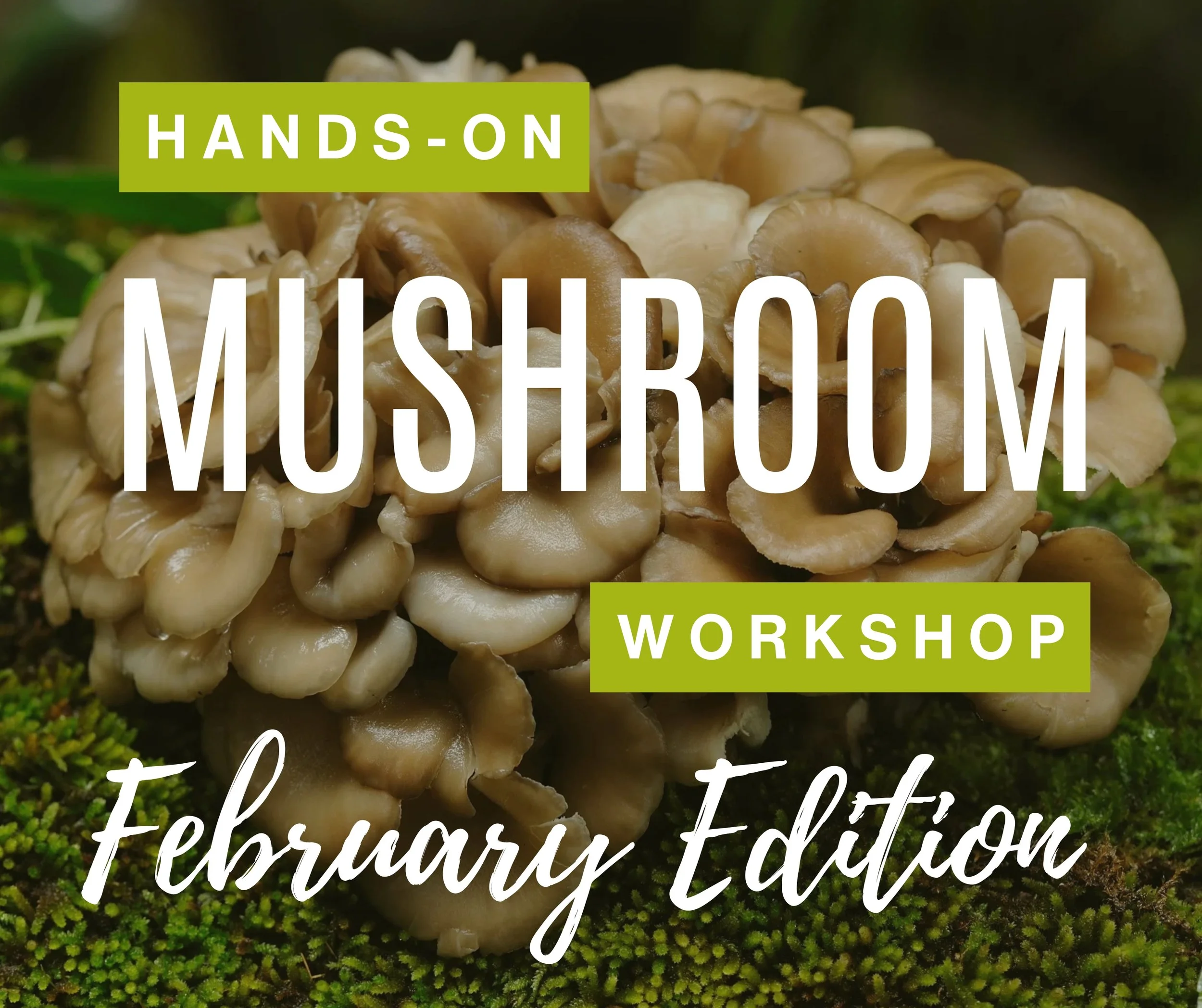 Hands-On Mushroom Workshop: February Edition