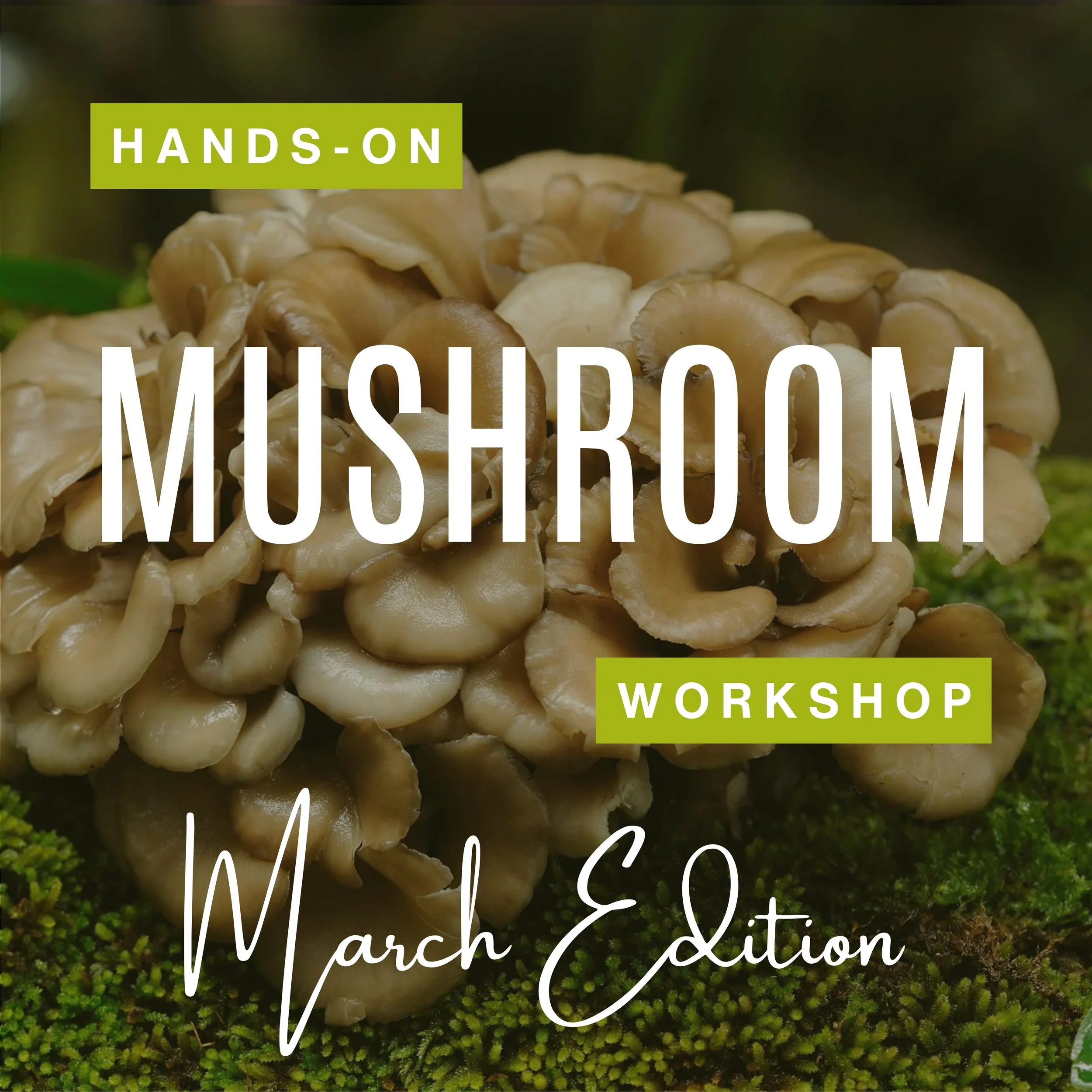 Hands-On Mushroom Workshop: March Edition 