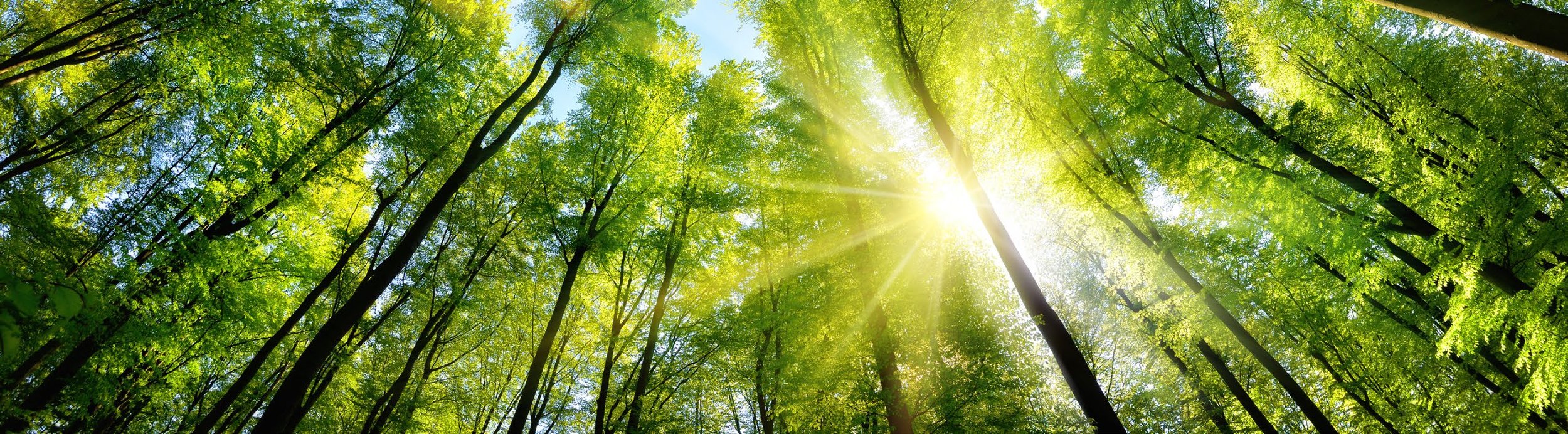 Michigan Native Trees in the Landscape: Tips for Making the Most of Native Plant’s Best Qualities