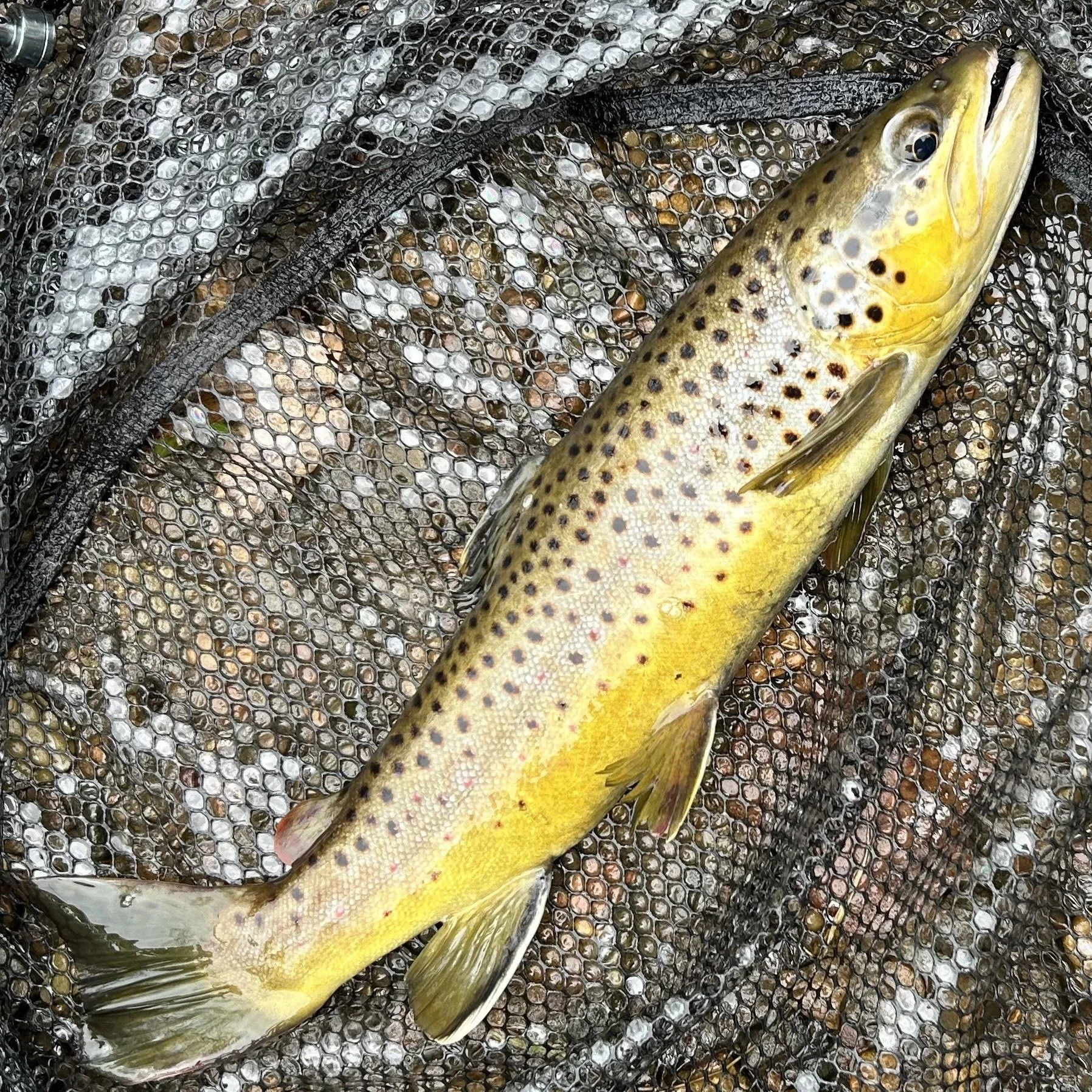 Protecting Trout Waters from Excessive Sedimentation