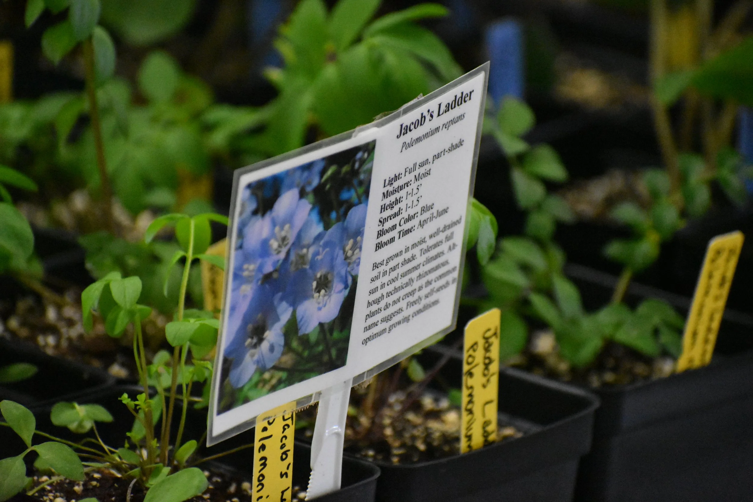 A Record-Breaking Native Plant Sale Success!