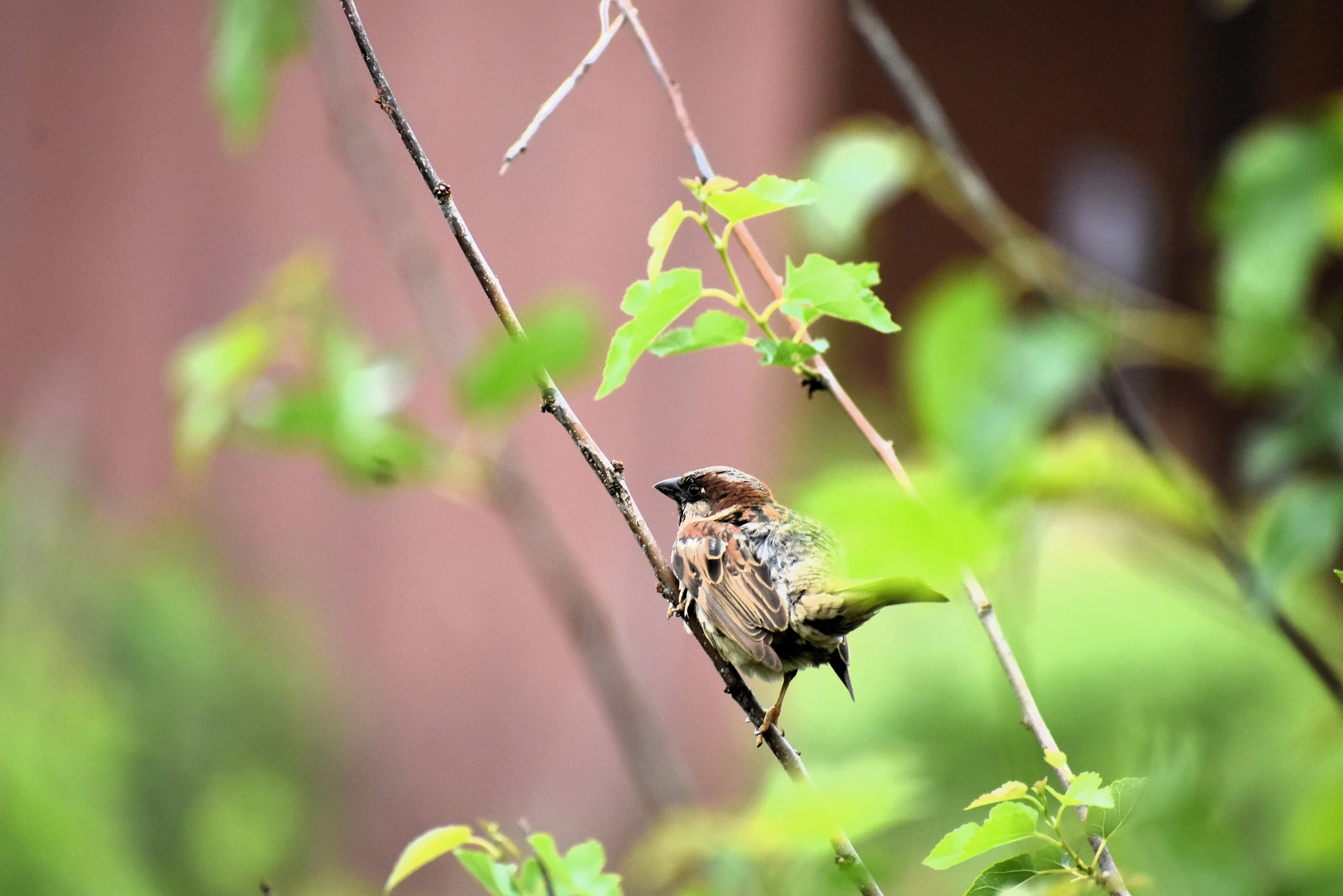 DSC_0025.JPG