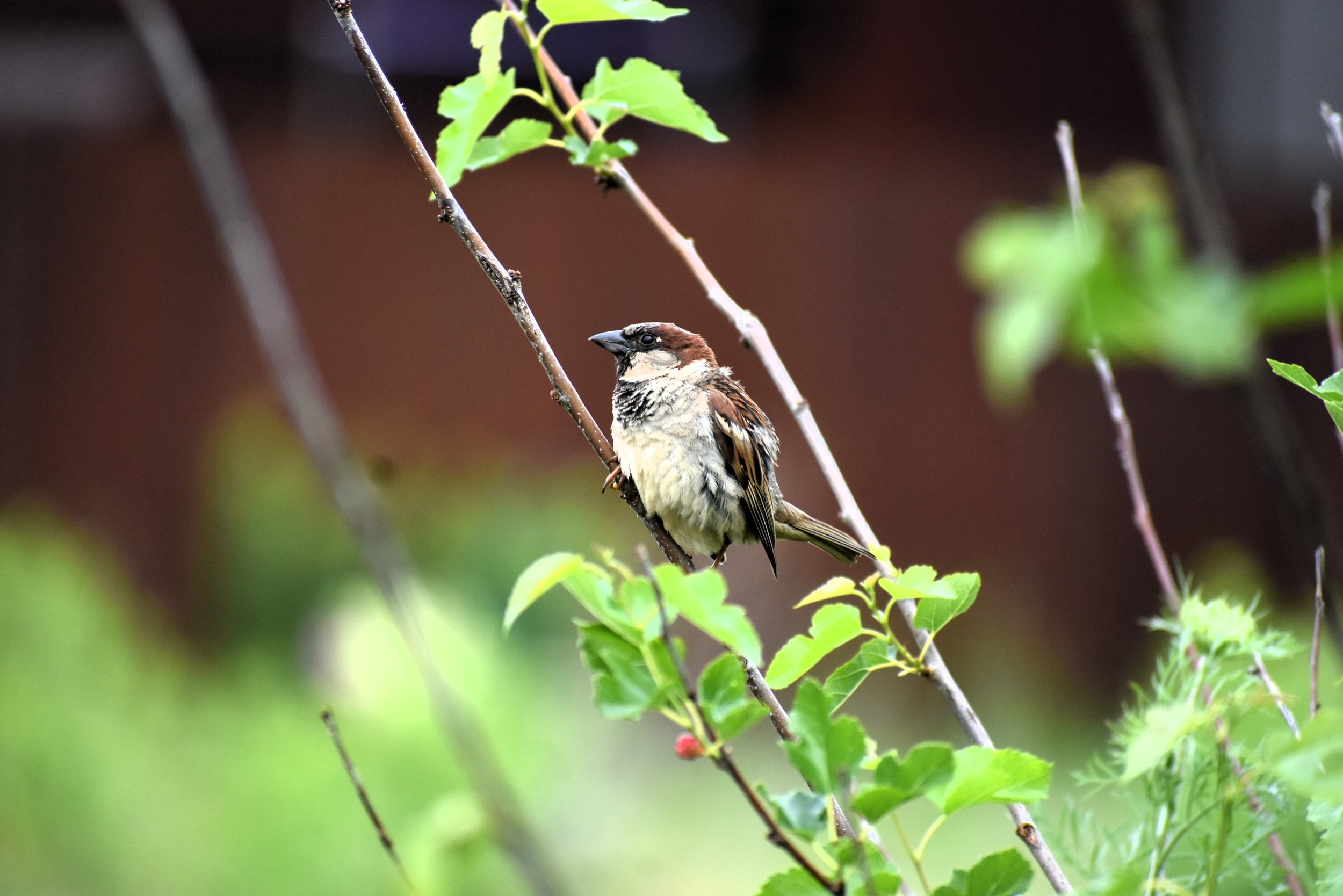 DSC_0028.JPG