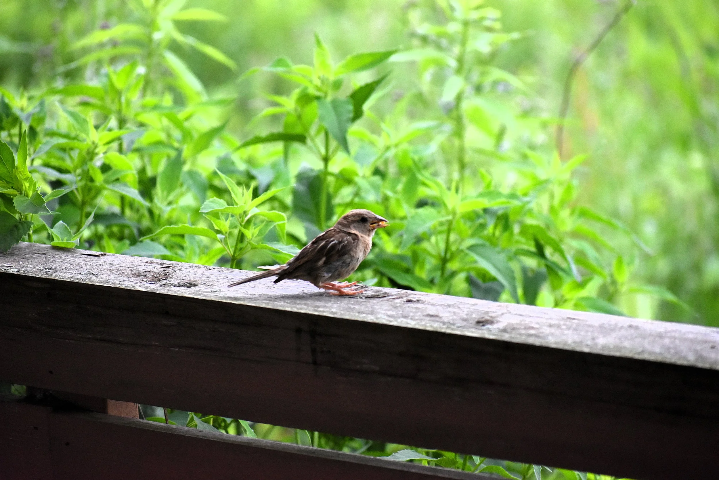 DSC_0042.JPG