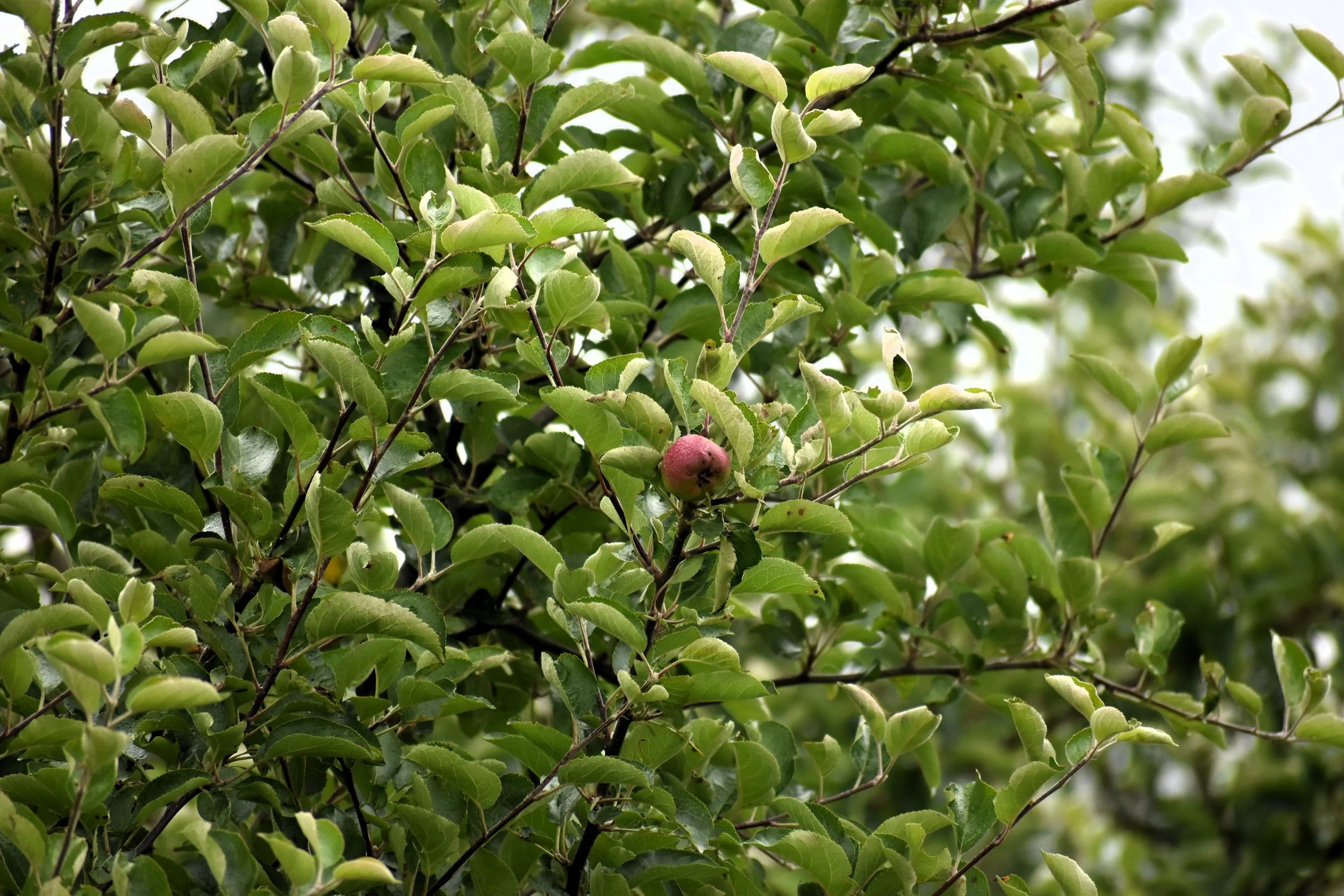 DSC_0074.JPG