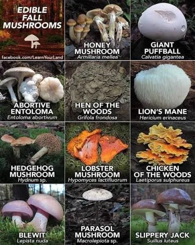 Forage for Life 101