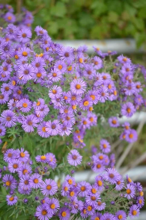 Fall Native Plant Sale