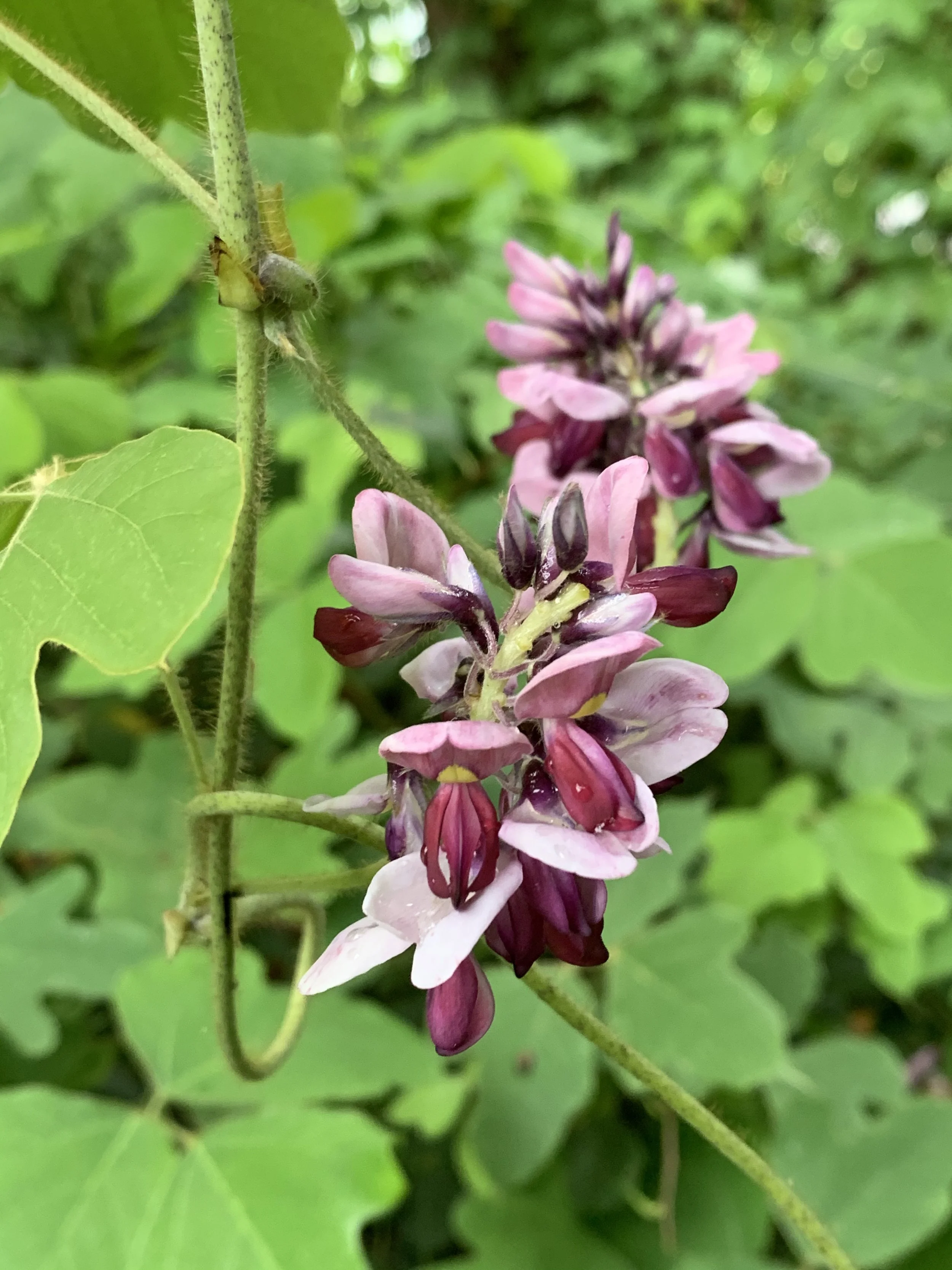 Keep Your Eyes Peeled for the Invasive Plant -Kudzu